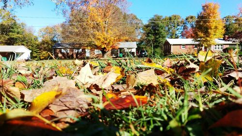 Autumn leaves on field