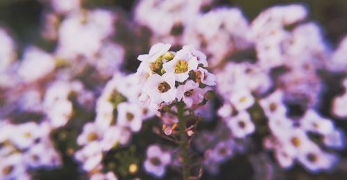 Close-up of flowers on tree