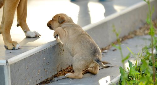 Close-up of dog