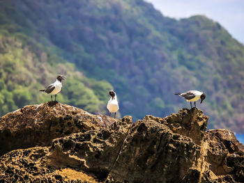 Birds perching on rock against sky