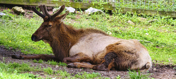 Deer resting on field