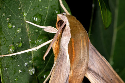 Close-up of lizard on tree