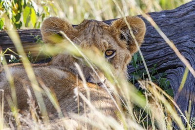 Close-up of lioness