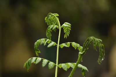 Close-up of fresh green plant