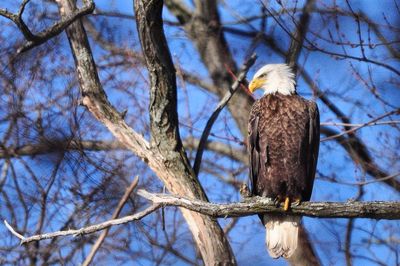 Low angle view of eagle perching on bare tree