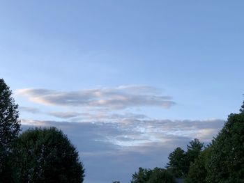 Low angle view of trees against sky