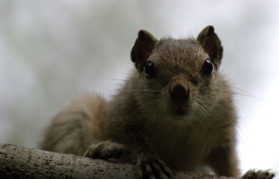 Close-up of an animal