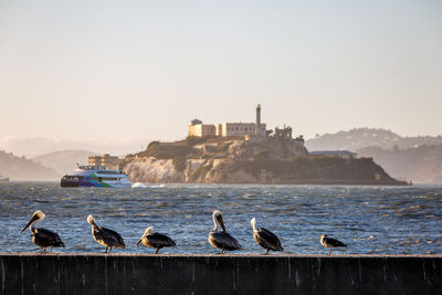 Flock of seagulls on beach