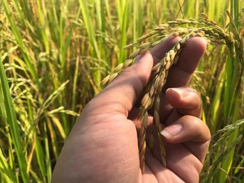 The golden rice and the green rice