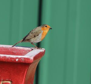 Side view of robin perching on pot