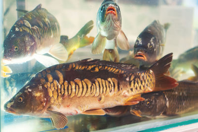 Close-up of fish swimming in sea