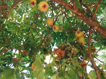Low angle view of apples on tree