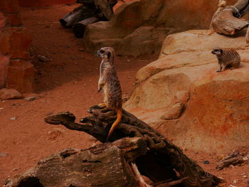 Close-up of lizard on rock