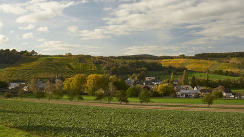 Scenic view of agricultural field against sky