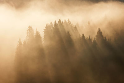 Scenic view of silhouette trees during foggy weather at sunrise