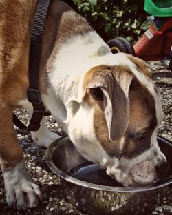 Close-up of dog