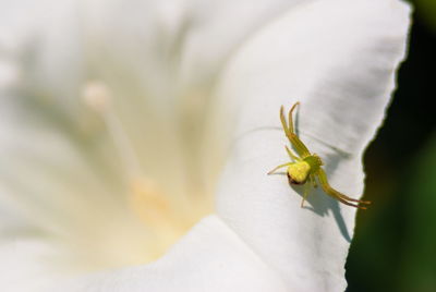 Close-up of insect on flower