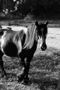 Horse standing in ranch