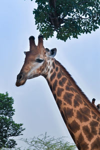 Low angle view of giraffe against sky