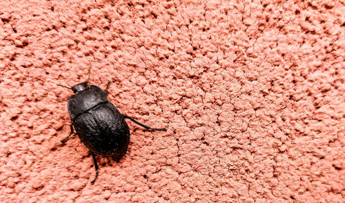 High angle view of housefly