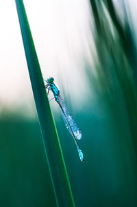 Close-up of damselfly on grass