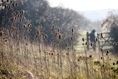 Teasel plants growing on field