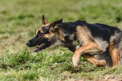 Close-up of dog running on field