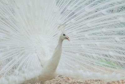 Close-up of white peacock with feather fanned out on field 