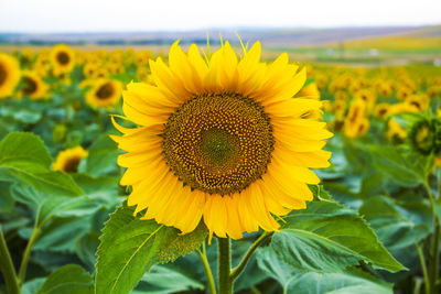 Close-up of sunflower field