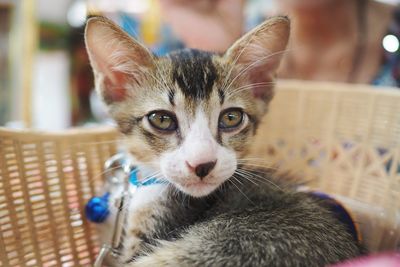 Close-up portrait of kitten in basket