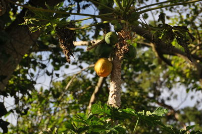 Low angle view of fruits hanging on tree