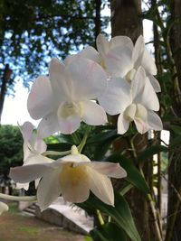 Close-up of white flowers blooming on tree