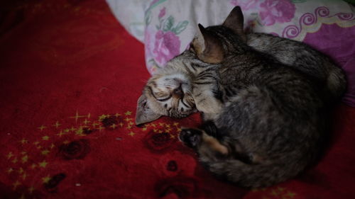 High angle view of cat relaxing