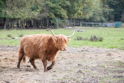 Higland cattle cow with long hairs