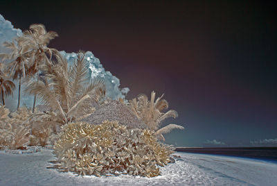 Snow covered trees at night