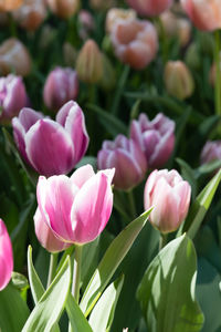 Close-up of pink tulips