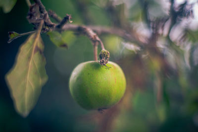 Close-up of lemon growing on tree