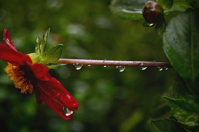 Close-up of water drops on red hibiscus flower