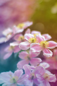 Close-up of pink flowers