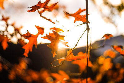 Close-up of autumn leaves against sky during sunset