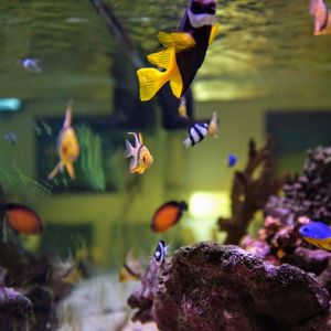 Close-up of fish swimming in water