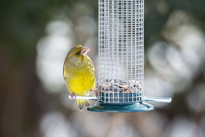 Close-up of bird perching on feeder