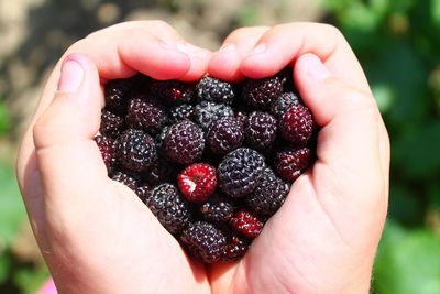 Cropped hands holding blackberries