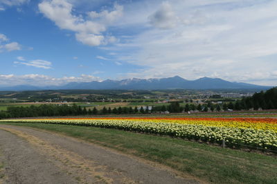 Scenic view of agricultural field against sky