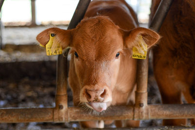 Portrait of cow