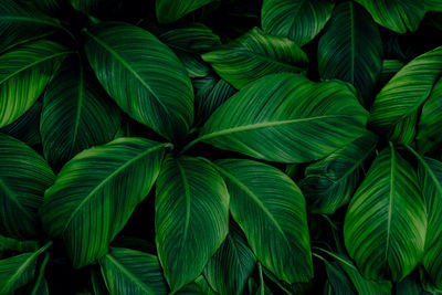 Full frame shot of green leaves