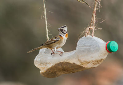 Portrait of a chingolo zonotrichia capensis in a plastic trough from recycled bottle