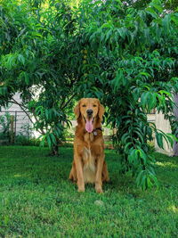 Portrait of golden retriever on land