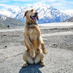 Lion looking away on mountain against sky