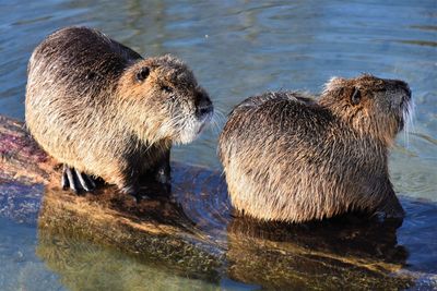 View of an animal in water